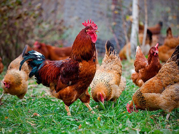 Породы куриц | ЗооТом - продажа, вязка и услуги для животных в Псебае