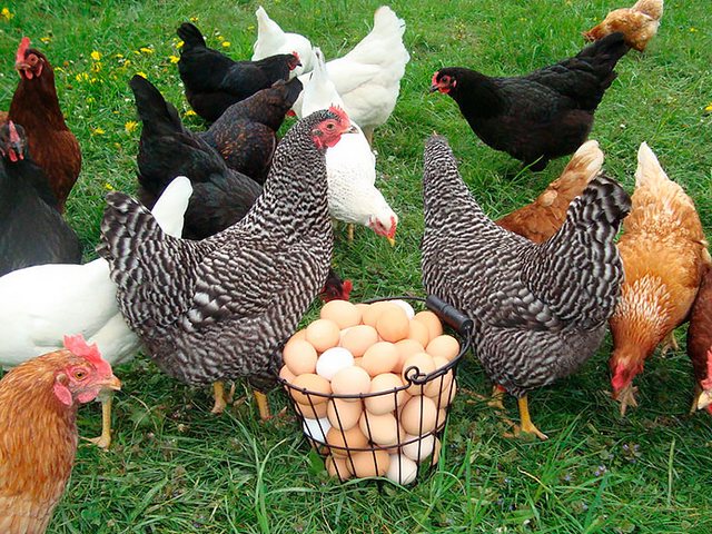 Содержание кур и уход за ними | ЗооТом - продажа, вязка и услуги для животных в Псебае
