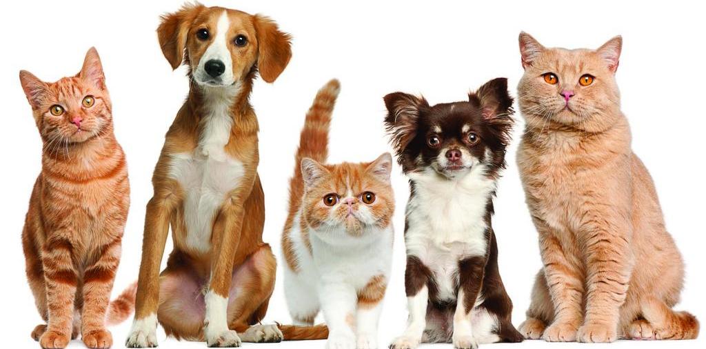 Доска объявлений о животных | ЗооТом - продажа, вязка и услуги для животных в Псебае