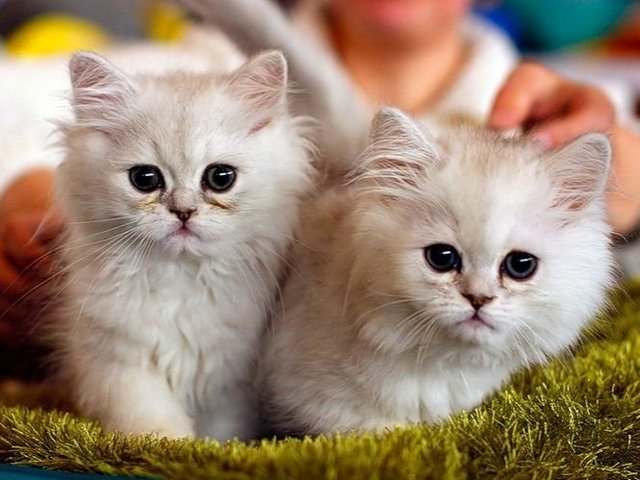 Породы кошек в Псебае | ЗооТом портал о животных