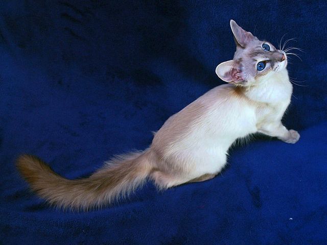Выведенные породы кошек в Псебае | ЗооТом портал о животных