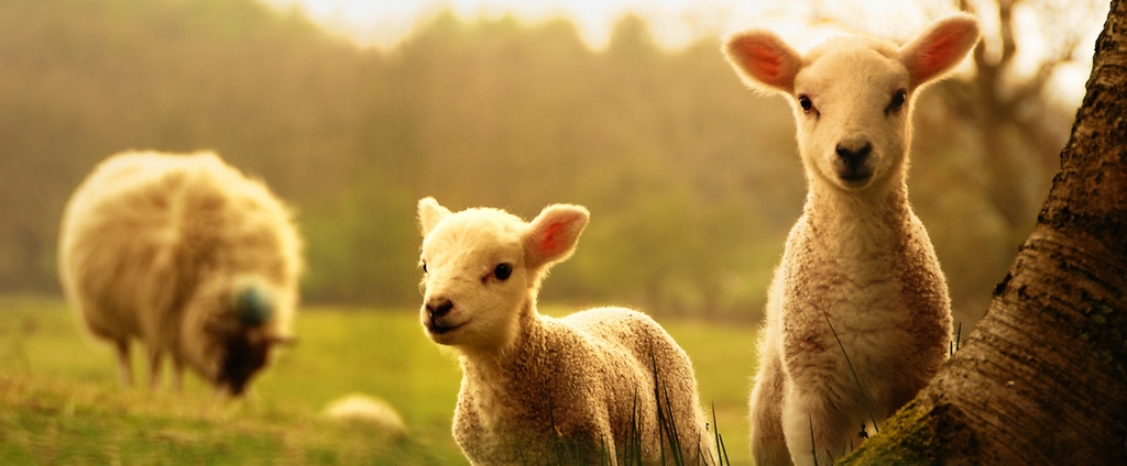 Объявления о сельскохозяйственных животных | ЗооТом - продажа, вязка и услуги для животных в Псебае