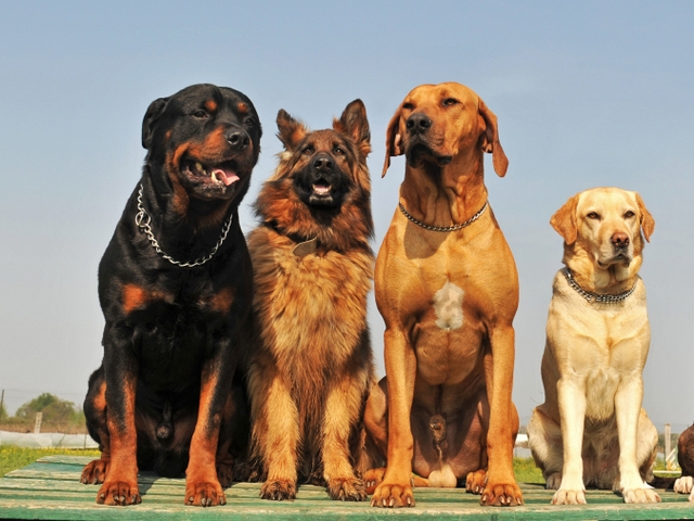 Крупные породы собак в Псебае | ЗооТом портал о животных