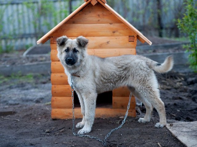 Все о собаках в Псебае Все о собаках в Псебае