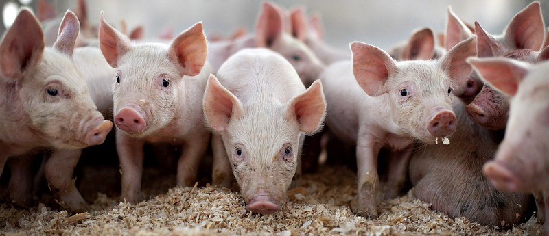 Все о свиньях в Псебае | ЗооТом портал о животных