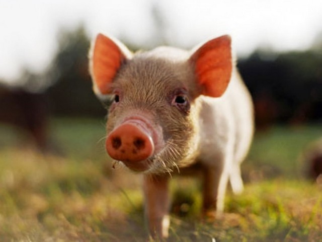 Все о свиньях в Псебае | ЗооТом портал о животных